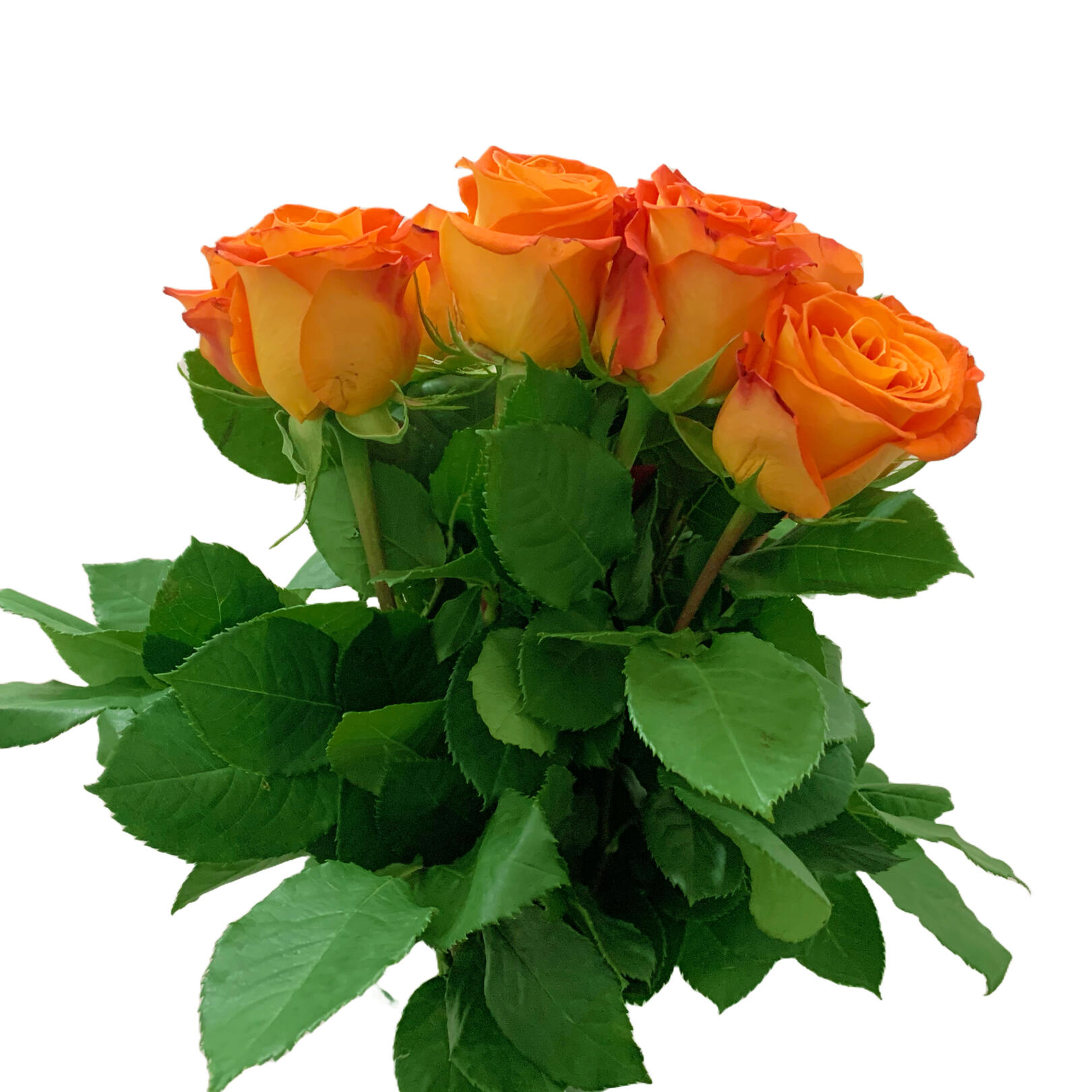 photo of roses